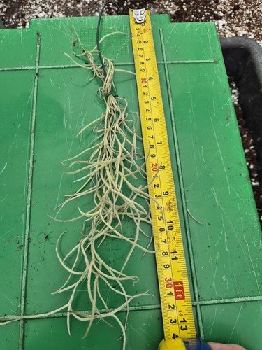 Tillandsia usneoides thick - usneoides,
