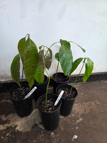 Mango plant large - plant,