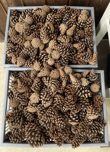 Natural pine cones - cones, –