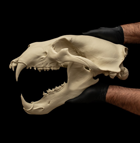 Life size polar bear skull - size,