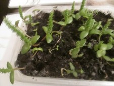 50 WHITE FRUIT  PRICKLY PEAR SEEDS - OPUNTIA FICUS INDICA