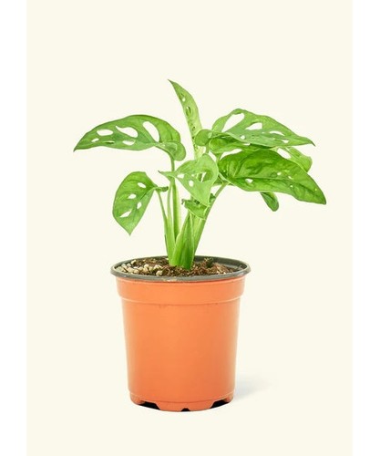 Swiss cheese plant - cheese,