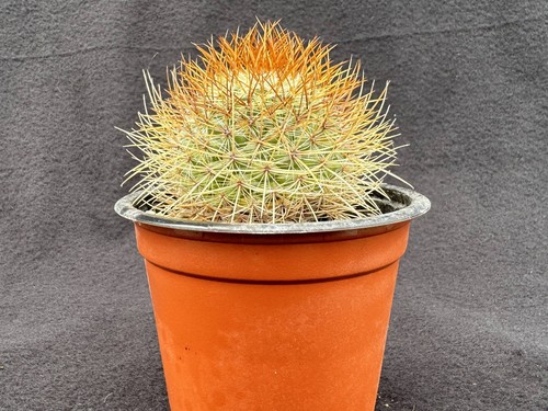 Mammillaria rhodantha the - -,