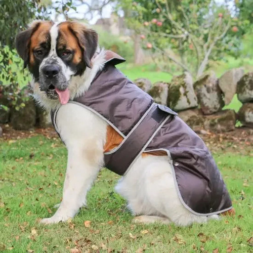 Ancol stormguard dog coat - ancol,