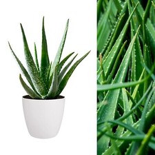 Aloe Vera Plant - Large Plant