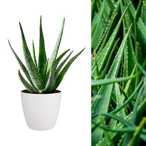 Aloe vera plant - aloe,