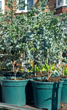 EUCALYPTUS  Ginnii EVRGREEN established medicinal tree  in 2/3 litre pot