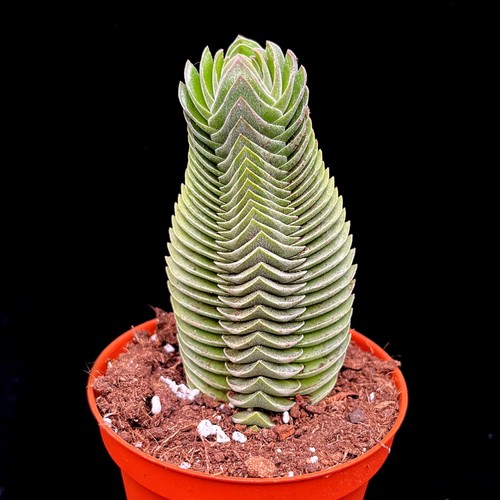 Extra large crassula - large,
