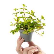 Baby trailing jade plant - baby,
