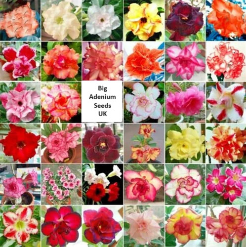 1250 adenium double triple - double,,