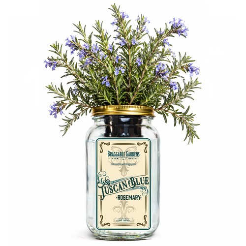 Tuscan blue rosemary indoor - tuscan,