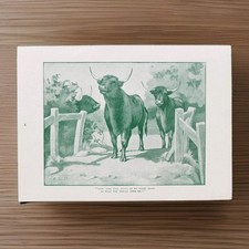 Antique 1910 West Highland Cattle Horned Cows Cartoon Book Lithograph Picture