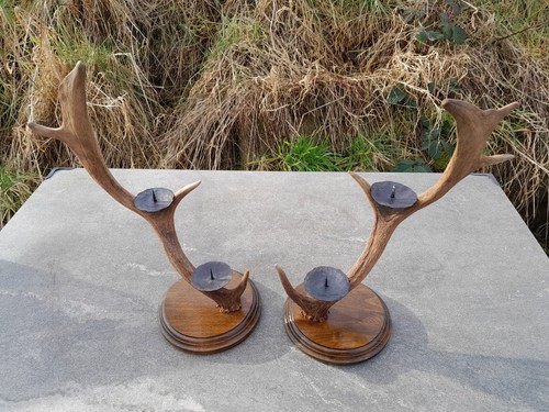 Pair fallow deer - of,