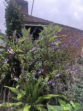 Salvia x leucantha ‘Phyllis