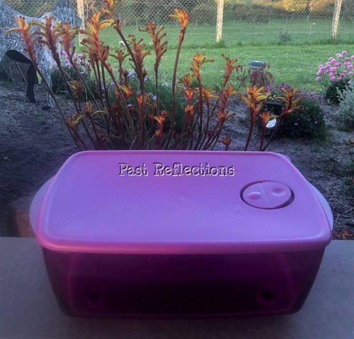 Tupperware microwave rock - microwave,