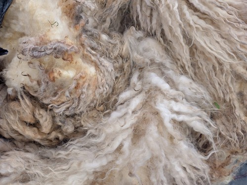 Cotswold ryeland unwashed - x,