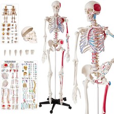 Skeleton Human Anatomical