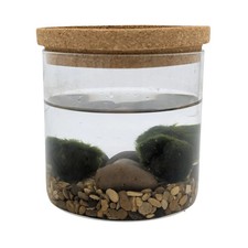 Mini Moss Ball Terrarium |