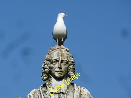 Photo 6x4 seagull - photo, on
