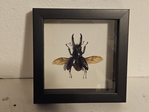 Real framed stag beetle - real,