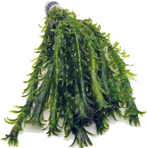 Elodea densa xl - 12,