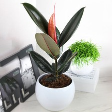 Ficus abidjan rubber - rubber, |