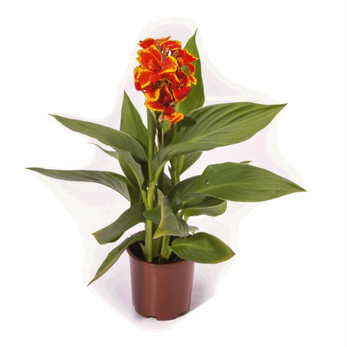 Canna red golden - canna,