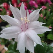 White Christmas Cactus Plant |