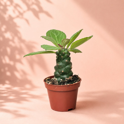 Euphorbia monadenium ritchiei - euphorbia,