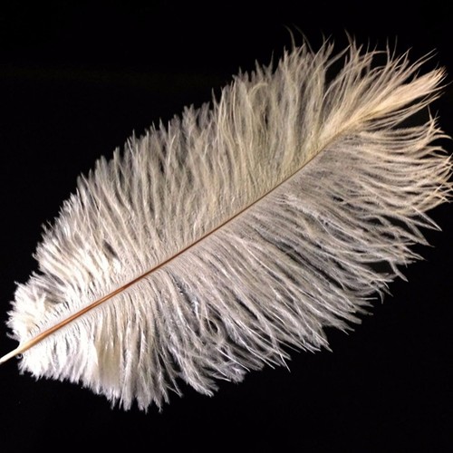 Ostrich feathers ivory - -, -10"