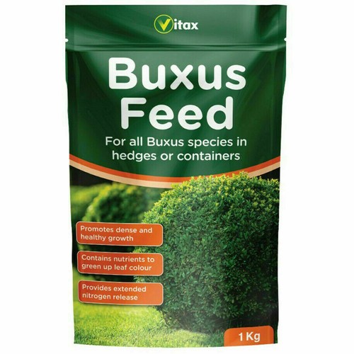Buxus feed plant - buxus,