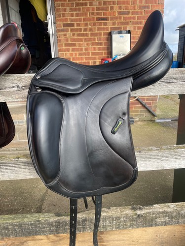 Amerigo cortina siena dressage - cortina,