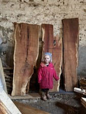 Yew boards live edge slabs