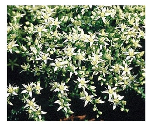 Sedum acre oktoberfest - sedum, /