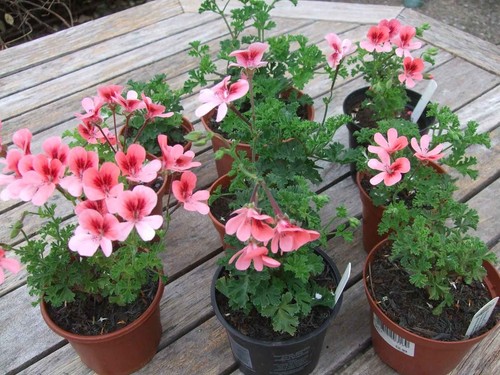 Angel eyes orange - orange, pelargonium