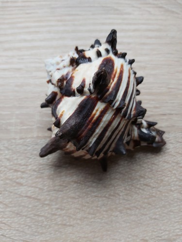 Sea shell hexaplex - /hexaplex, nigritus/