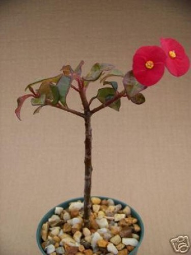 Euphorbia geroldii - euphorbia,