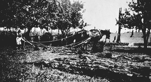 Horse drawn plough - horse-drawn,