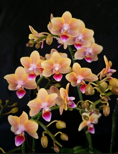 Phalaenopsis aromio allura - aromio, "allura