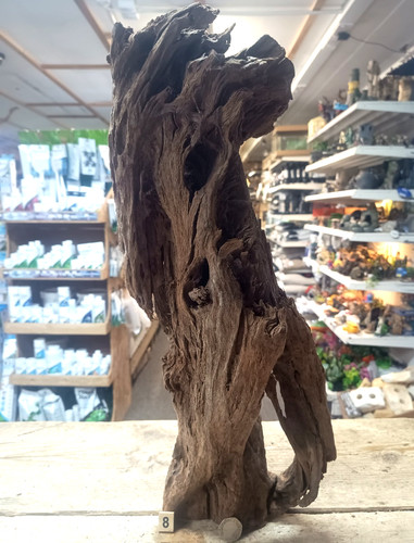 Large mangrove 68cm - large,