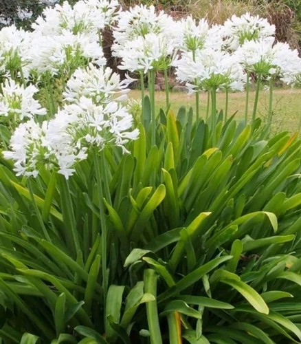 Agapanthus africanus white - 3,