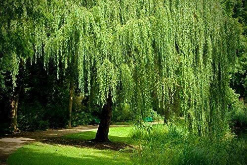 Bright green weeping willow - 4,