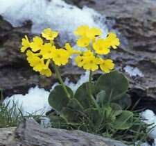 Alpine Auricle - Primula auricula