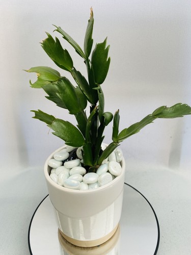 Cactus thanksgiving - |,