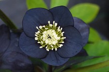 helleborus Hellebore