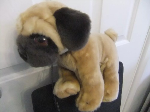 Keel cuddle puppies brown - cuddle,