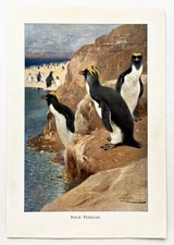 ROCKHOPPER PENGUIN -  1916