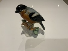 Bull Finch Bird In Fine Bone