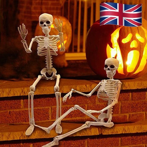 Skeleton model anatomy - skeleton,