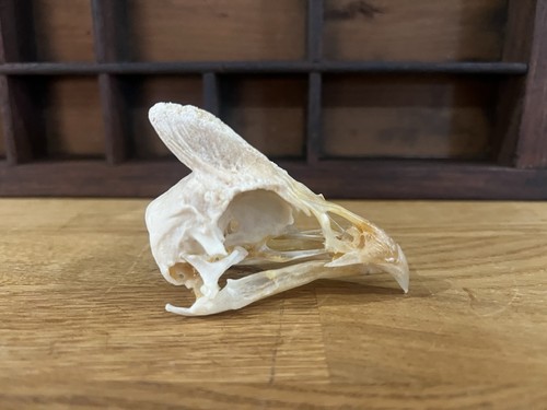 Helmeted guinea fowl skull - helmeted,